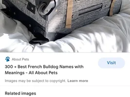 Help in choosing the right Frenchie!
