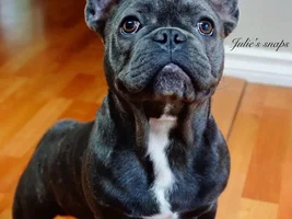November Frenchie of the Month ~ 4 PAW MEMBERS VOTE ~