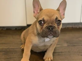 12 week frenchie too small?
