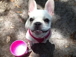 4 Paw Members, Please vote for June Frenchie of the Month!