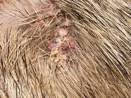 Weird crusty lump/spot on Frenchie's back