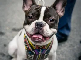 4 PAW MEMBERS!!!  Please vote for your favorite Frenchie Faces!