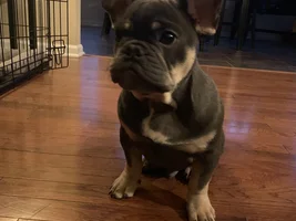 Average Weight at 10 weeks