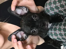 4 month old French Bulldog- show me your pictures!!