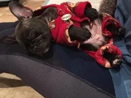 4 Paw Members!!! Please vote for our Frozen Frenchies!