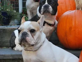 Happy fall everyone!