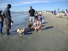 Frenchie Meet up group event this weekend Dec 1st