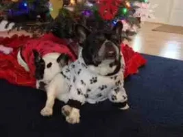 Christmas Babies