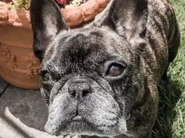 VOTE NOW!!!  Frenchie of the Month ~ May 2020 ~ Favorite Picture