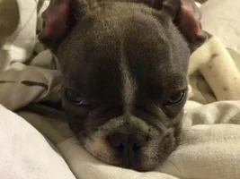 awkward stage for frenchies ?