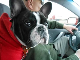 Frenchie Apparel?