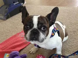 ~Konami~French Bulldog Available for Adoption in Texas