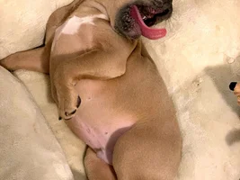 ~ENTER HERE~ Frenchie of the Month "Totally Tongue Tied"