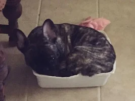 4 PAW MEMBERS!!!  Please VOTE for your favorite Sleepy Frenchies!