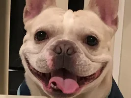4 PAW MEMBERS!!!  Please vote for your favorite Frenchie Faces!