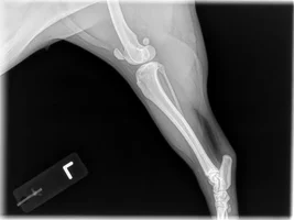 Back Leg Issue