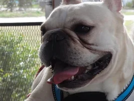 ~YouHoo~French Bulldog Available for Adoption in Florida