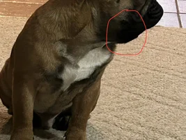Bulbous area under jaw *BIG update*