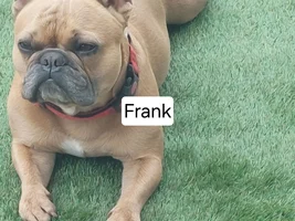 📷 Please submit a photo for the French Bulldog News Header & Logo!