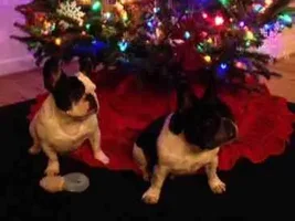 Let's see that tree!
