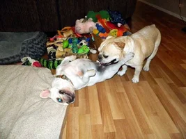 Wrestle Buddies