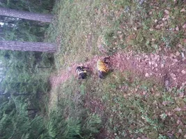 Forest exploration