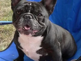 Anyone Have Pictures Of Your Frenchie's Parents???