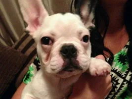 Whos Frenchie loves to pose..