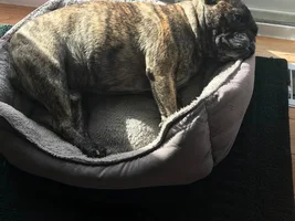 4 PAW MEMBERS!!! Please VOTE for your favorite LAZY Frenchies!