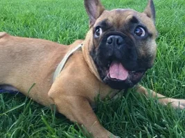 ~ENTER HERE~ March Frenchie of the Month ~ Frenchie Faces