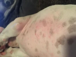 12 week old Frenchie possible allergy?! HELP