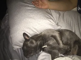 ~Enter Here~ August 2019 Frenchie of the Month ~ LAZY FRENCHIES