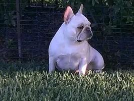 Hazel