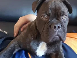 Issue with ears