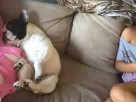 VOTE NOW! Snoring Snoozing Frenchie Contest!