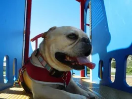 meet foster Rocco!