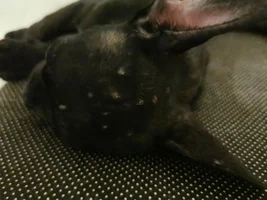 Little Dried Bumps on Head