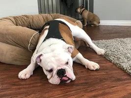 Easy Walk Harness Upside Down