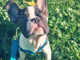 Very Small French Bulldog