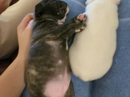 Question about Brindle color puppy vs. adult.