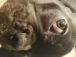 meet Rocco