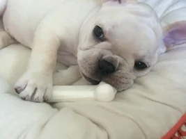New Puppy... Ears?