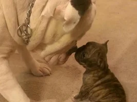 New Member and New Puppy