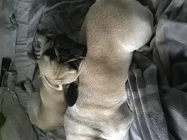 Does your Frenchie sleep in bed or a crate?