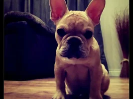 Chester!