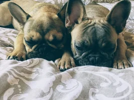 Lovebirds! Let's See Those Frenchie "Couples"