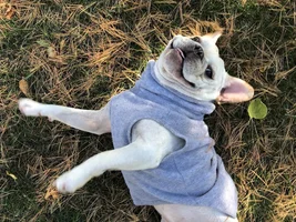 ~ENTER HERE~ April Frenchie of the Month "SMILING FRENCHIES"