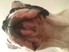 help please - skin problems and itching by white frenchie