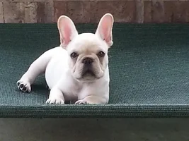 4 Paw Members, Please vote for May Frenchie of the Month!