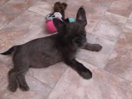 Pictures of Sassy - I hope
